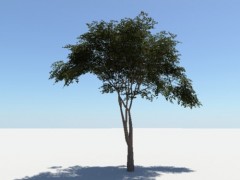 Tree 3d Model Free Download